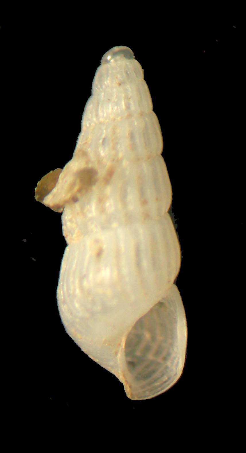 chrysallida obtusa